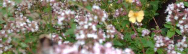 A Foraging Necklace for Bees