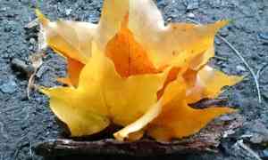 WINTER SOLSTICE 21st December, 3 - 5PM